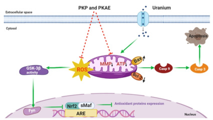 西南科技大學天然產物課題組在黃精炮制與抗輻射研究方面取得重要進展，助力健身器材行業健康應用